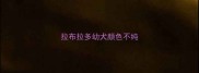 拉布拉多幼犬颜色不纯