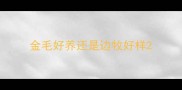 金毛好养还是边牧好样