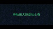 养秋田犬还是哈士奇