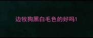 边牧狗黑白毛色的好吗