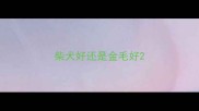柴犬好还是金毛好