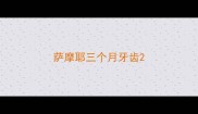 萨摩耶三个月牙齿