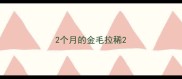 2个月的金毛拉稀