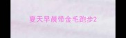 夏天早晨带金毛跑步