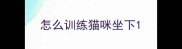 怎么训练猫咪坐下