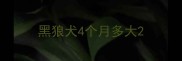 黑狼犬4个月多大