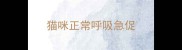 猫咪正常呼吸急促