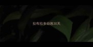 拉布拉多幼崽30天
