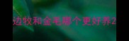 边牧和金毛哪个更好养