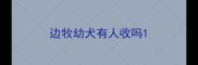 边牧幼犬有人收吗