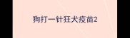 狗打一针狂犬疫苗