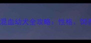金毛哈士奇混血幼犬全攻略性格饲养健康指南
