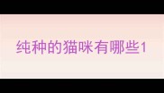 纯种的猫咪有哪些
