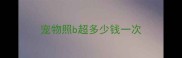宠物照b超多少钱一次