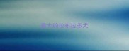 最大的拉布拉多犬