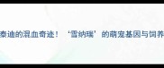 哈士奇泰迪的混血奇迹雪纳瑞的萌宠基因与饲养全攻略
