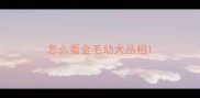 怎么看金毛幼犬品相