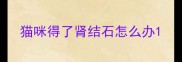 猫咪得了肾结石怎么办