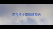 正宗哈士奇眼睛颜色