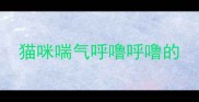 猫咪喘气呼噜呼噜的