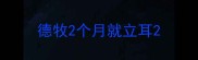 德牧2个月就立耳