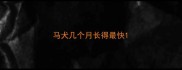 马犬几个月长得最快