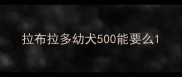 拉布拉多幼犬500能要么