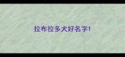 拉布拉多犬好名字