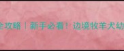 边牧两个月喂养全攻略新手必看边境牧羊犬幼犬科学喂养指南