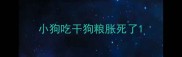小狗吃干狗粮胀死了