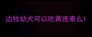 边牧幼犬可以吃黄连素么