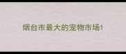 烟台市最大的宠物市场