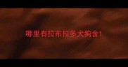 哪里有拉布拉多犬狗舍