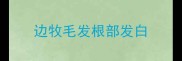 边牧毛发根部发白