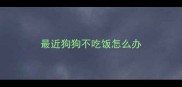最近狗狗不吃饭怎么办
