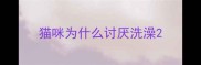 猫咪为什么讨厌洗澡