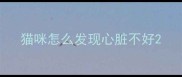 猫咪怎么发现心脏不好
