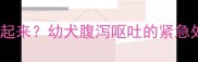 哈士奇吐水站不起来幼犬腹泻呕吐的紧急处理与预防指南