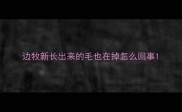 边牧新长出来的毛也在掉怎么回事
