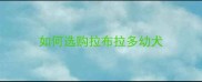 如何选购拉布拉多幼犬