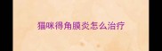 猫咪得角膜炎怎么治疗