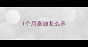 1个月泰迪怎么养