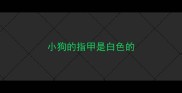 小狗的指甲是白色的