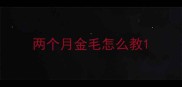 两个月金毛怎么教