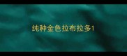 纯种金色拉布拉多