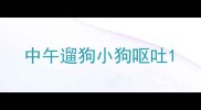 中午遛狗小狗呕吐