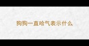 狗狗一直哈气表示什么