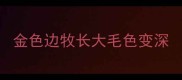 金色边牧长大毛色变深