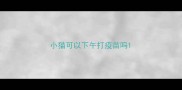 小猫可以下午打疫苗吗