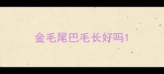 金毛尾巴毛长好吗